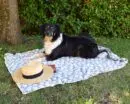 Zampa Blanket