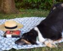 Zampa Blanket