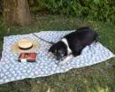 Zampa Blanket